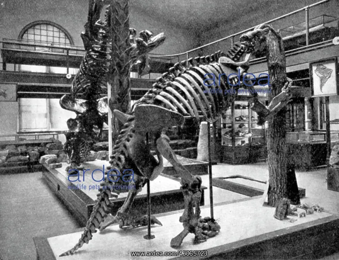 : Megalonyx, Cenozoic Mammal : Megalonyx, Cenozoic Mammal