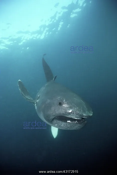  : Megamouth Shark (Megachasma pelagios), California