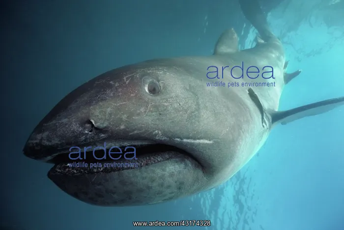 : Megamouth Shark (Megachasma pelagios) dives toward : Megamouth Shark (Megachasma pelagios) dives toward