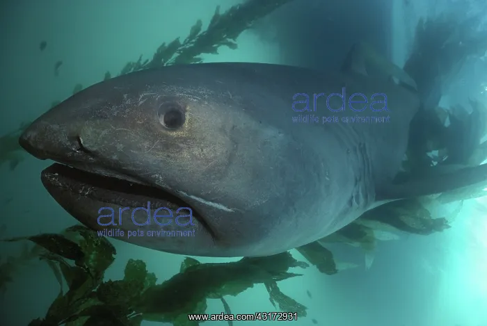 : Megamouth Shark (Megachasma pelagios) in kelp forest : Megamouth Shark (Megachasma pelagios) in kelp forest