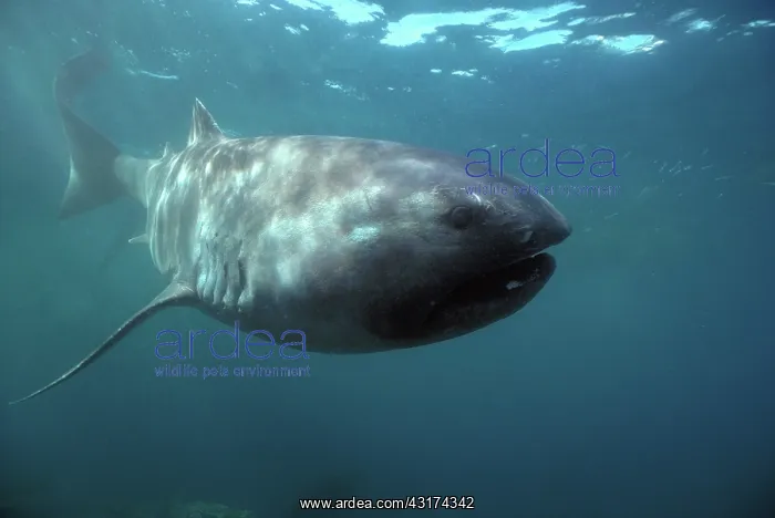 : Megamouth Shark (Megachasma pelagios) moves in open : Megamouth Shark (Megachasma pelagios) moves in open