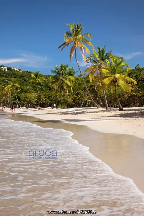 : Megan's Bay Beach on St. Thomas, US Virgin : Megan's Bay Beach on St. Thomas, US Virgin