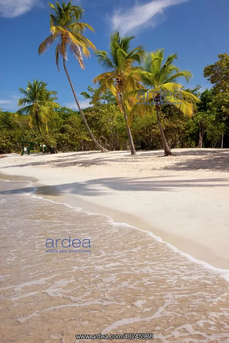 : Megan's Bay beach, St. Thomas, US Virgin : Megan's Bay beach, St. Thomas, US Virgin