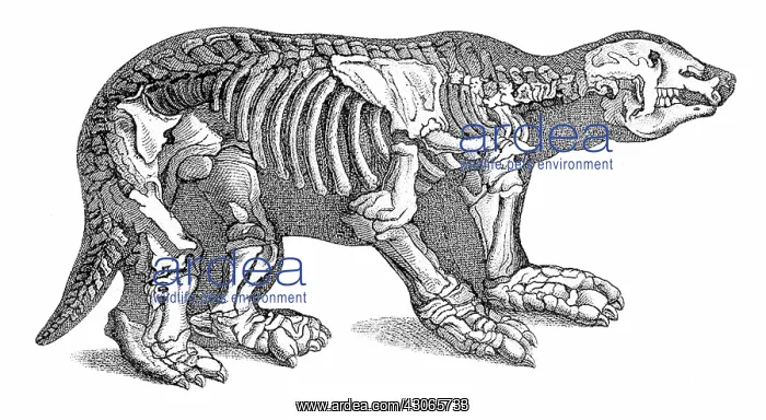 : Megatherium, Cenozoic Mammal : Megatherium, Cenozoic Mammal