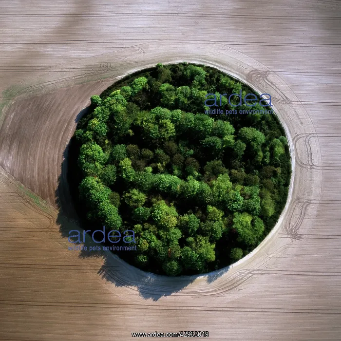 : Meggs Hill, Gog Magog Downs (Gog Magog Hills or : Meggs Hill, Gog Magog Downs (Gog Magog Hills or
