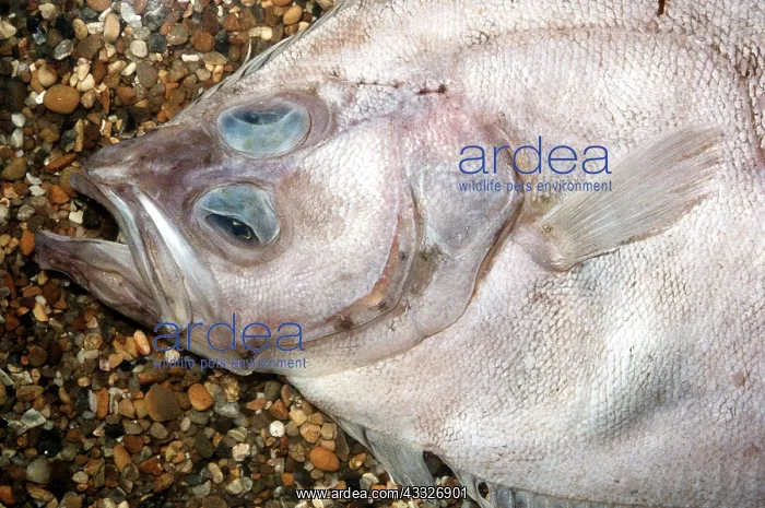 : MEGRIM FISH : MEGRIM FISH