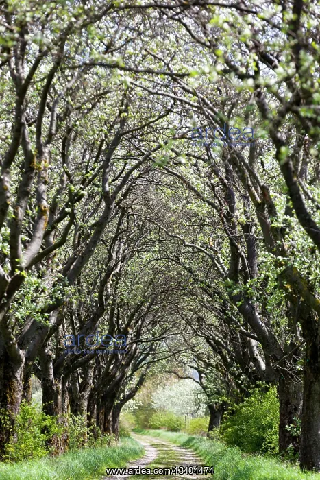 : Mehlbeerbaum Allee, Northwest of Thuringia, Germany, Europe : Mehlbeerbaum Allee, Northwest of Thuringia, Germany, Europe