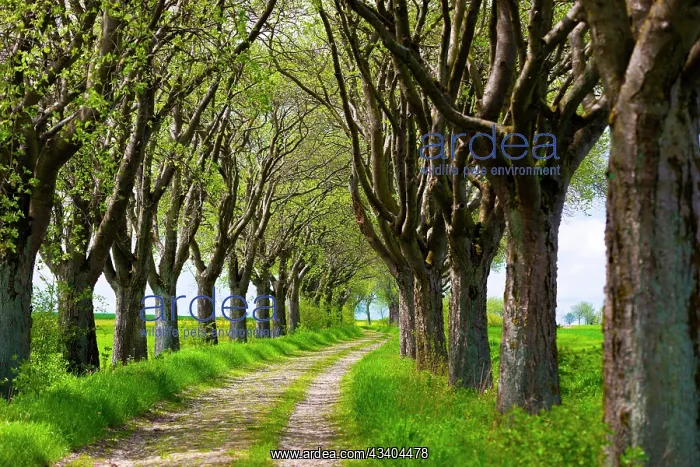 : Mehlbeerbaum Allee, Northwest of Thuringia, Germany, Europe : Mehlbeerbaum Allee, Northwest of Thuringia, Germany, Europe