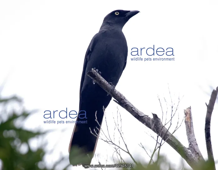 : Melanesian Cuckoo-shrike : Melanesian Cuckoo-shrike