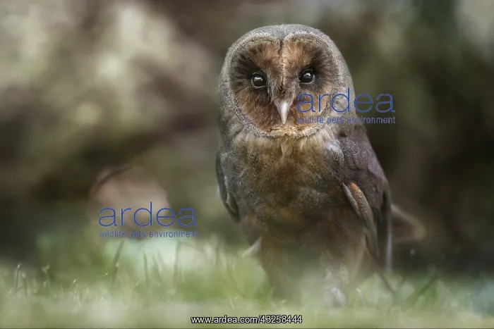  : Melanic Barn Owl (Tyto alba) on ground, Italy