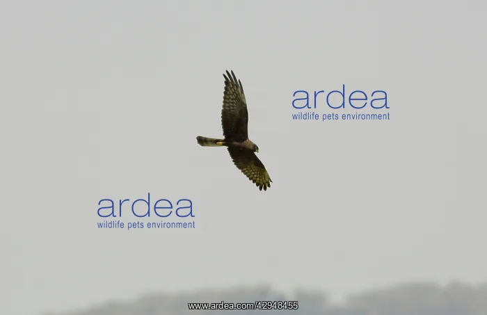 : Melanistic Montagu's Harrier - In flight : Melanistic Montagu's Harrier - In flight