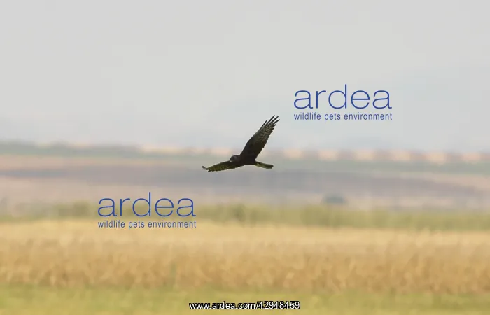 : Melanistic Montagu's Harrier - In flight : Melanistic Montagu's Harrier - In flight