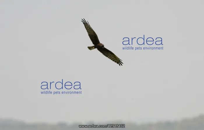 : Melanistic Montagu's Harrier - In flight : Melanistic Montagu's Harrier - In flight