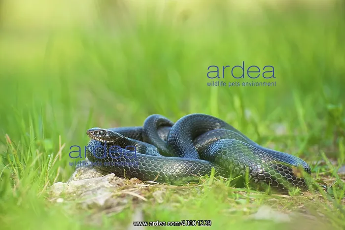 : Melanistic Western Whip Snake : Melanistic Western Whip Snake