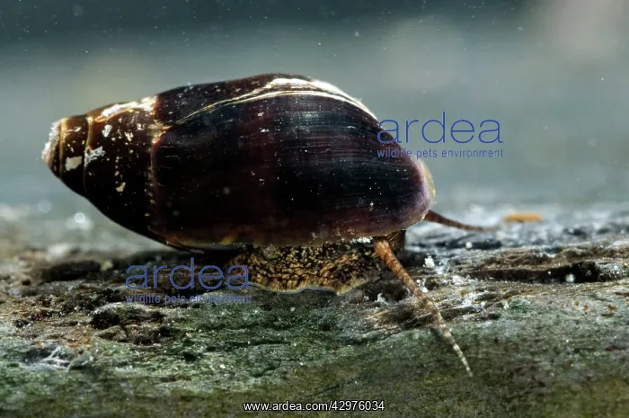 : Melanopsis etrusca : Melanopsis etrusca