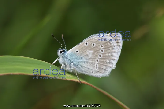 : Meleager's Blue : Meleager's Blue