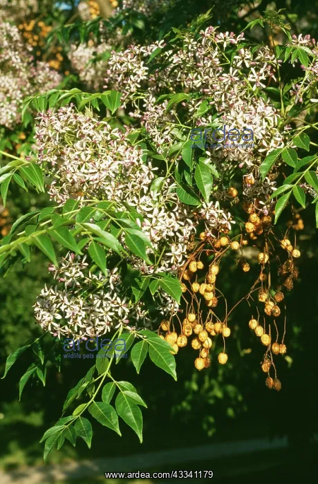  : Melia azedarach - Bead Tree