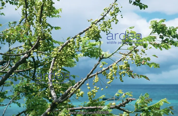 : MELIA azedarach / Bead Tree - with fruit : MELIA azedarach / Bead Tree - with fruit