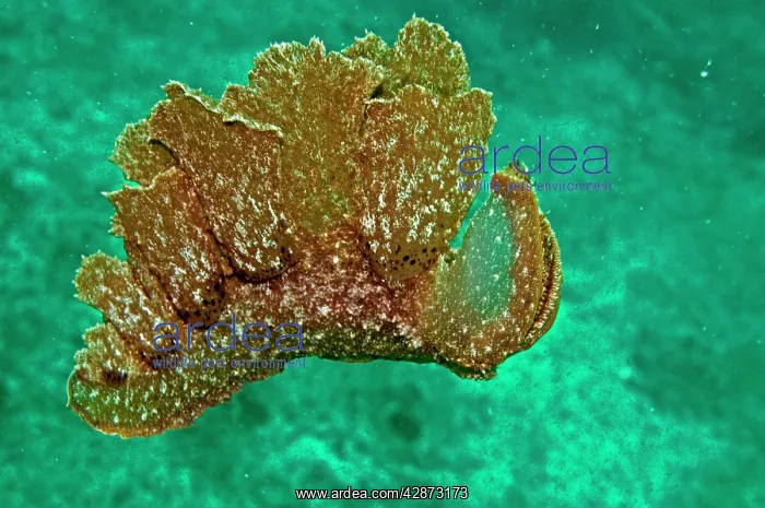  : Melibe mirifica - sand scraping nudibranch swimming