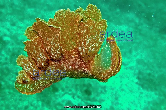 : Melibe mirifica - sand scraping nudibranch swimming : Melibe mirifica - sand scraping nudibranch swimming