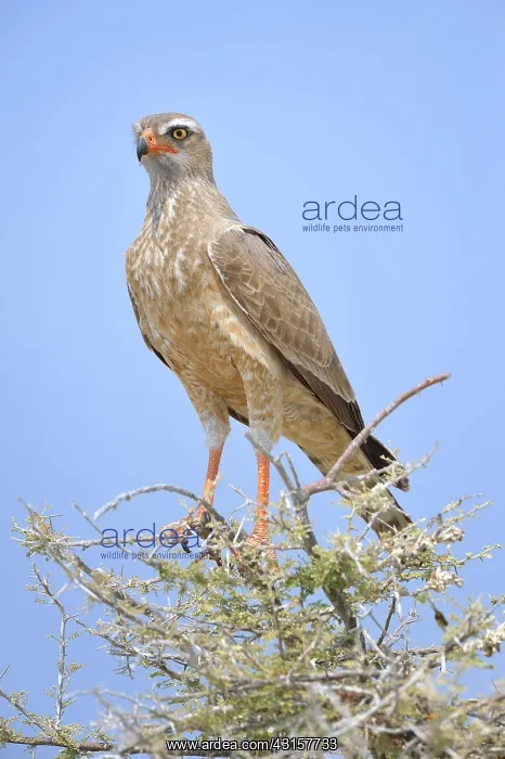 : Melierax niger Micronisus gabar Melierax gabar : Melierax niger Micronisus gabar Melierax gabar