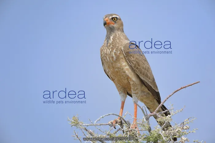 : Melierax niger Micronisus gabar Melierax gabar : Melierax niger Micronisus gabar Melierax gabar