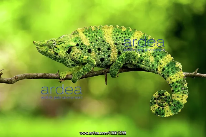 : Meller's Chameleon : Meller's Chameleon