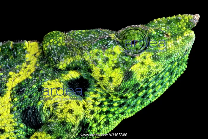: Meller's chameleon (Trioceros melleri), Tanzania : Meller's chameleon (Trioceros melleri), Tanzania