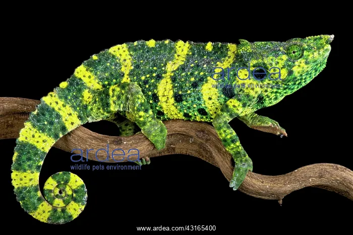 : Meller's chameleon (Trioceros melleri), Tanzania : Meller's chameleon (Trioceros melleri), Tanzania