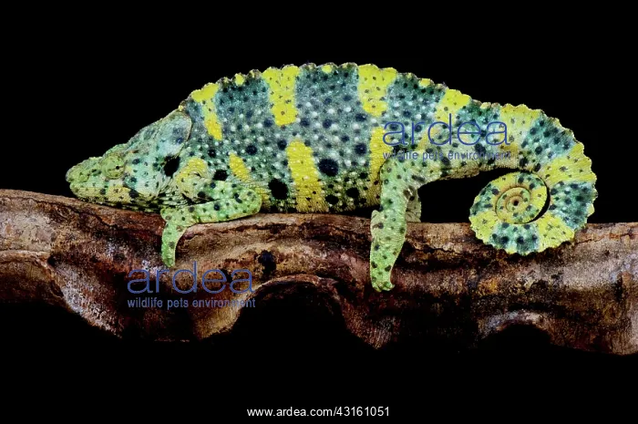: Meller's giant (Trioceros melleri), Chameleon, Tanzania : Meller's giant (Trioceros melleri), Chameleon, Tanzania