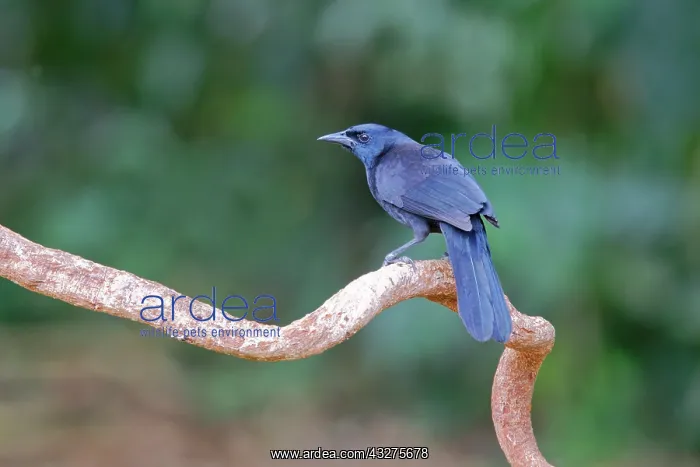 : Melodious Blackbird Dives dives Sarapiqui, Costa Rica BI0336 : Melodious Blackbird Dives dives Sarapiqui, Costa Rica BI0336