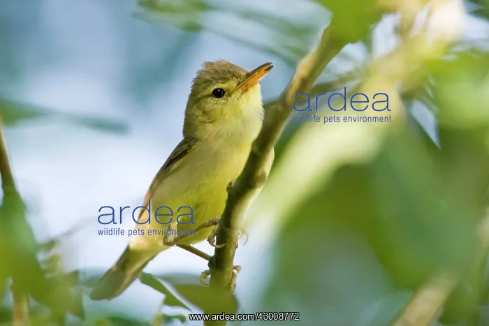 : Melodious Warbler : Melodious Warbler