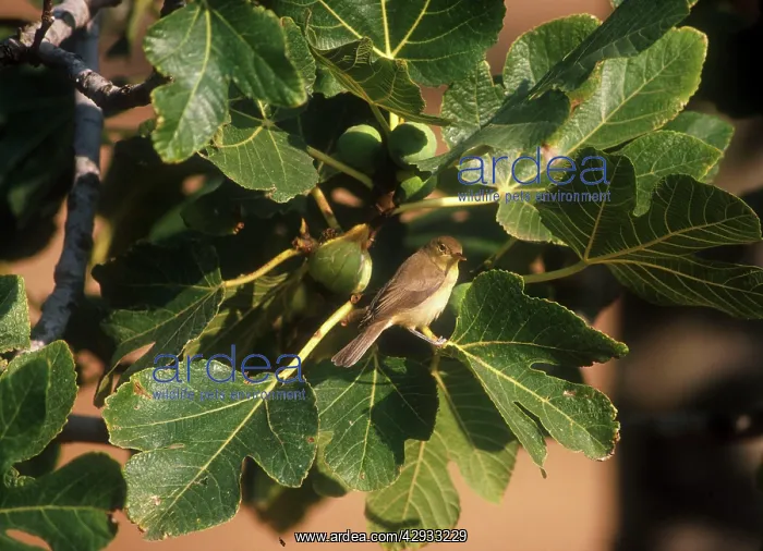 : Melodious Warbler - April : Melodious Warbler - April