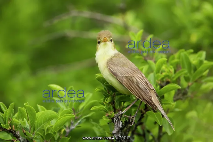 : Melodious Warbler (Hippolais polyglotta) on a branch : Melodious Warbler (Hippolais polyglotta) on a branch