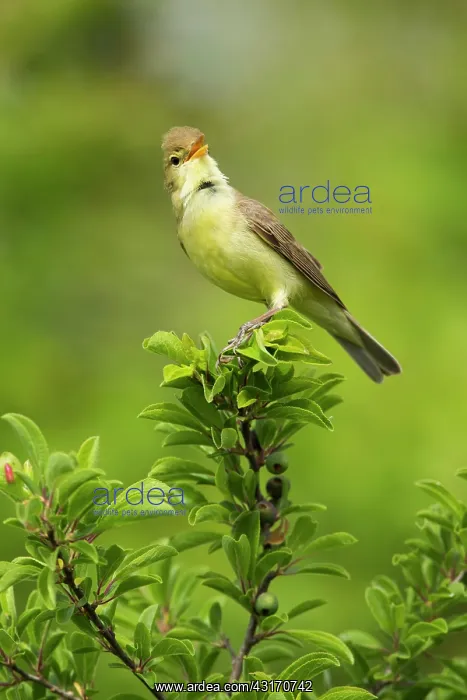 : Melodious Warbler (Hippolais polyglotta) on a branch : Melodious Warbler (Hippolais polyglotta) on a branch