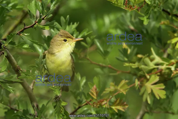 : Melodious Warbler (Hippolais polyglotta) on a branch : Melodious Warbler (Hippolais polyglotta) on a branch