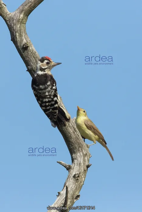  : Melodious Warbler (Hippolais polyglotta) and Lesser