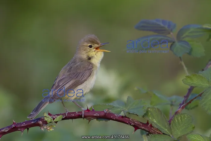 : Melodious Warbler (Hippolais polyglotta) male singing : Melodious Warbler (Hippolais polyglotta) male singing