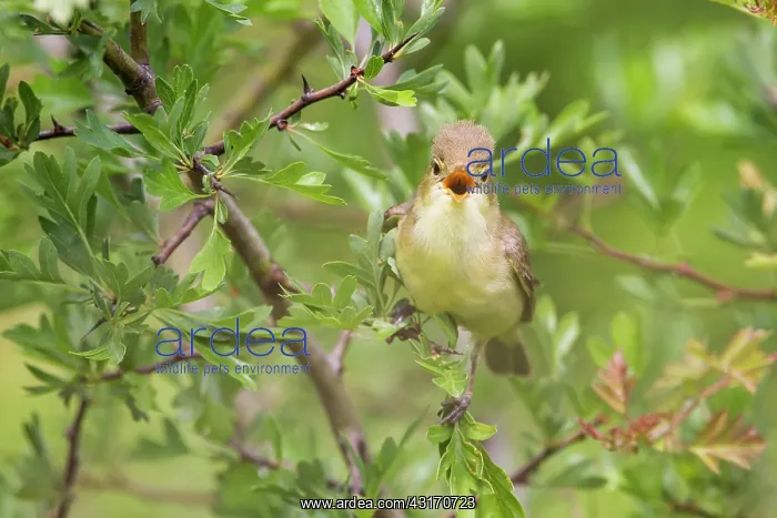 : Melodious Warbler (Hippolais polyglotta) singing : Melodious Warbler (Hippolais polyglotta) singing