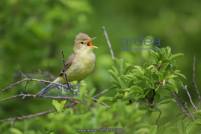 : Melodious Warbler (Hippolais polyglotta) singing : Melodious Warbler (Hippolais polyglotta) singing