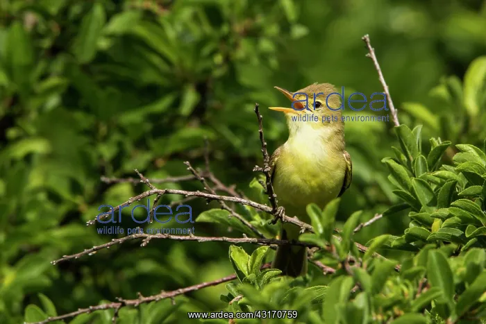 : Melodious Warbler (Hippolais polyglotta) singing : Melodious Warbler (Hippolais polyglotta) singing