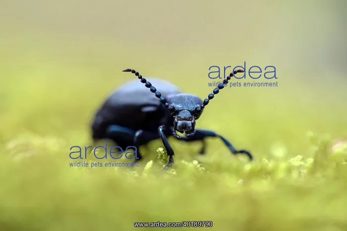 : Meloe violaceus (Meloe violaceus), portrait, Mecklenburg-Vor : Meloe violaceus (Meloe violaceus), portrait, Mecklenburg-Vor