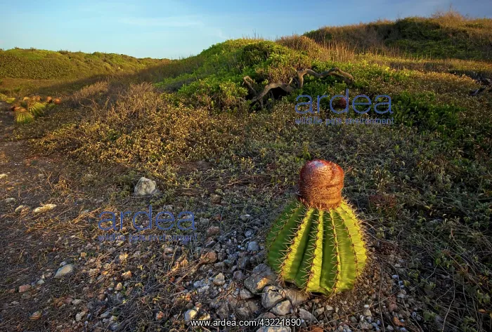 : Melon cactus along the Meseta trail, Melocactus : Melon cactus along the Meseta trail, Melocactus