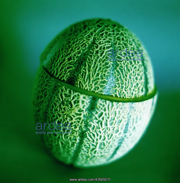 : Melon, Canteloupe melon, Cucumis melo : Melon, Canteloupe melon, Cucumis melo
