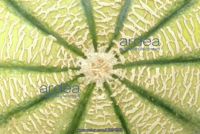  : Melon, Canteloupe melon, Cucumis melo