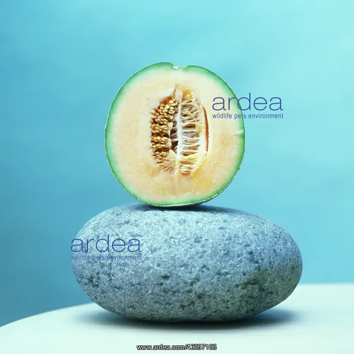 : Melon, Canteloupe melon, Cucumis melo : Melon, Canteloupe melon, Cucumis melo