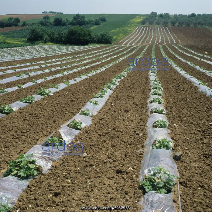 : Melon crop under polythene sheeting, Greece : Melon crop under polythene sheeting, Greece