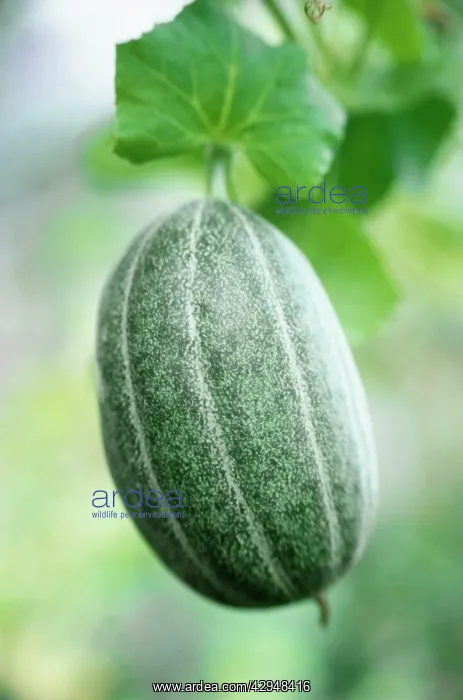 : Melon, Cucumis melo : Melon, Cucumis melo