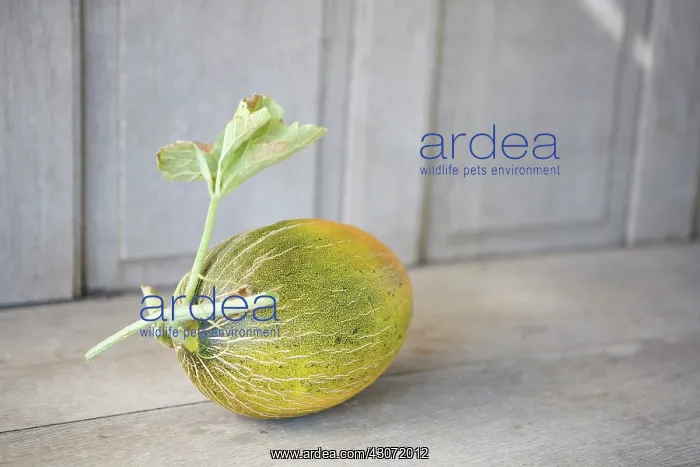 : Melon, Galia melon, Cucumis melo : Melon, Galia melon, Cucumis melo