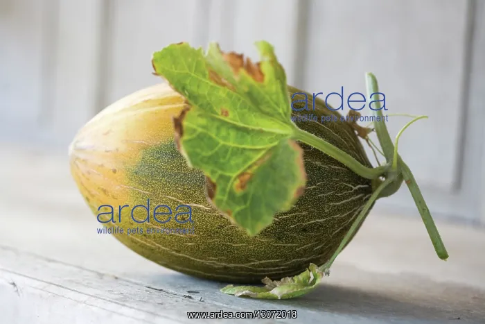 : Melon, Galia melon, Cucumis melo : Melon, Galia melon, Cucumis melo